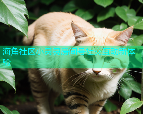 海角社区小灵灵房间号社交互动新体验